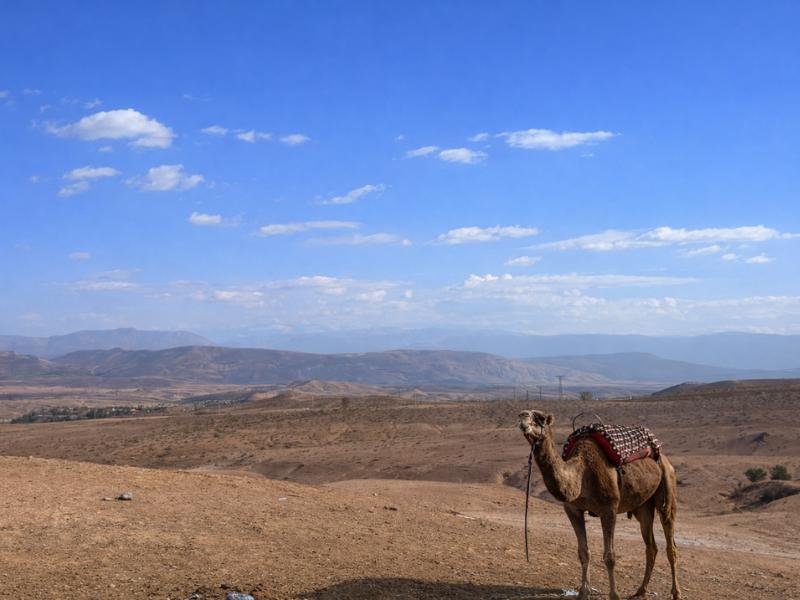 Marrakech Agafay Desert Quad Biking, Camel Ride & Dinner Show